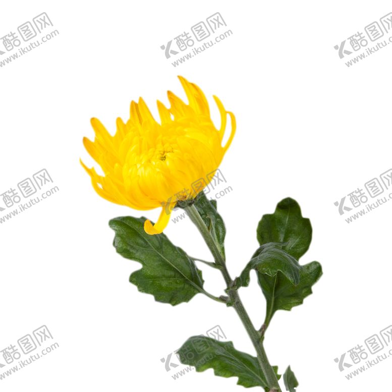 编号：98928609221746431099【酷图网】源文件下载-菊花