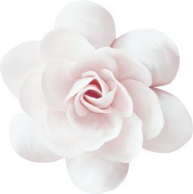 鲜花素材勿忘我康乃馨店装饰