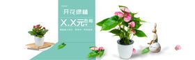 绿植花