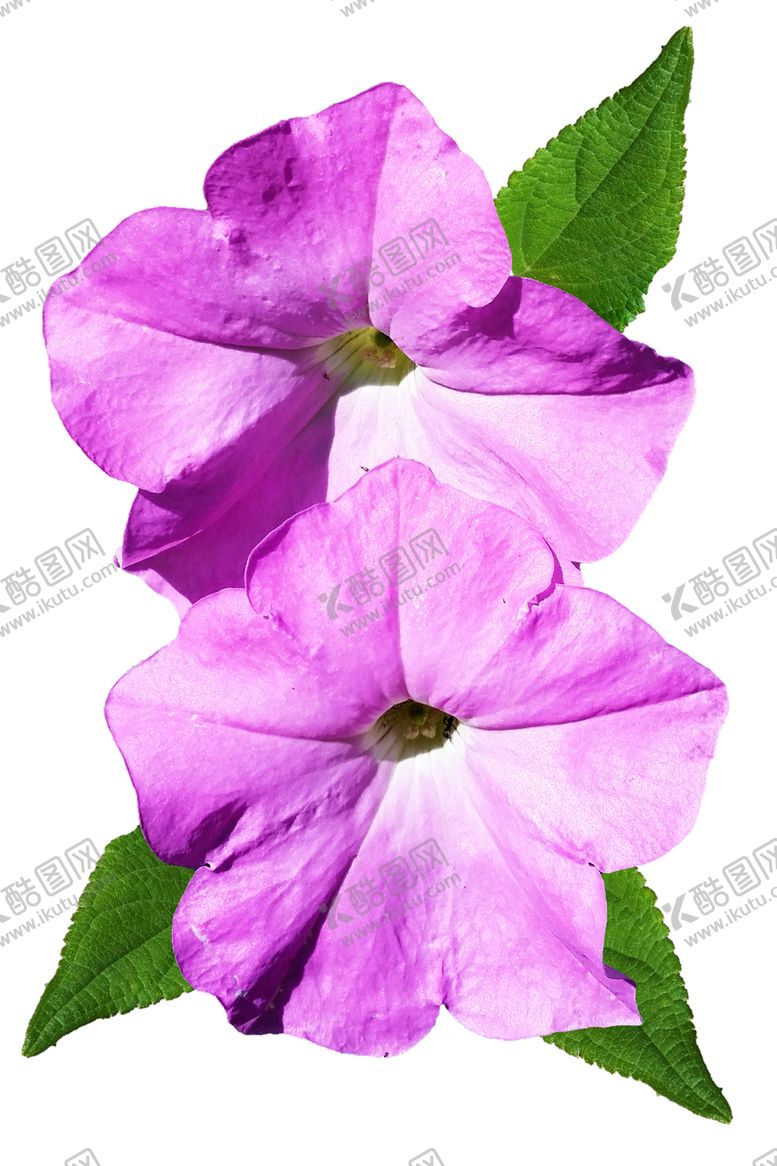 编号：63056109140750473560【酷图网】源文件下载-喇叭花