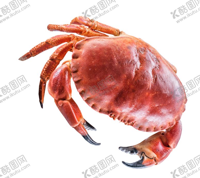 编号：66880703242200135895【酷图网】源文件下载-温哥华蟹