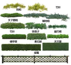 地被开花植物图片