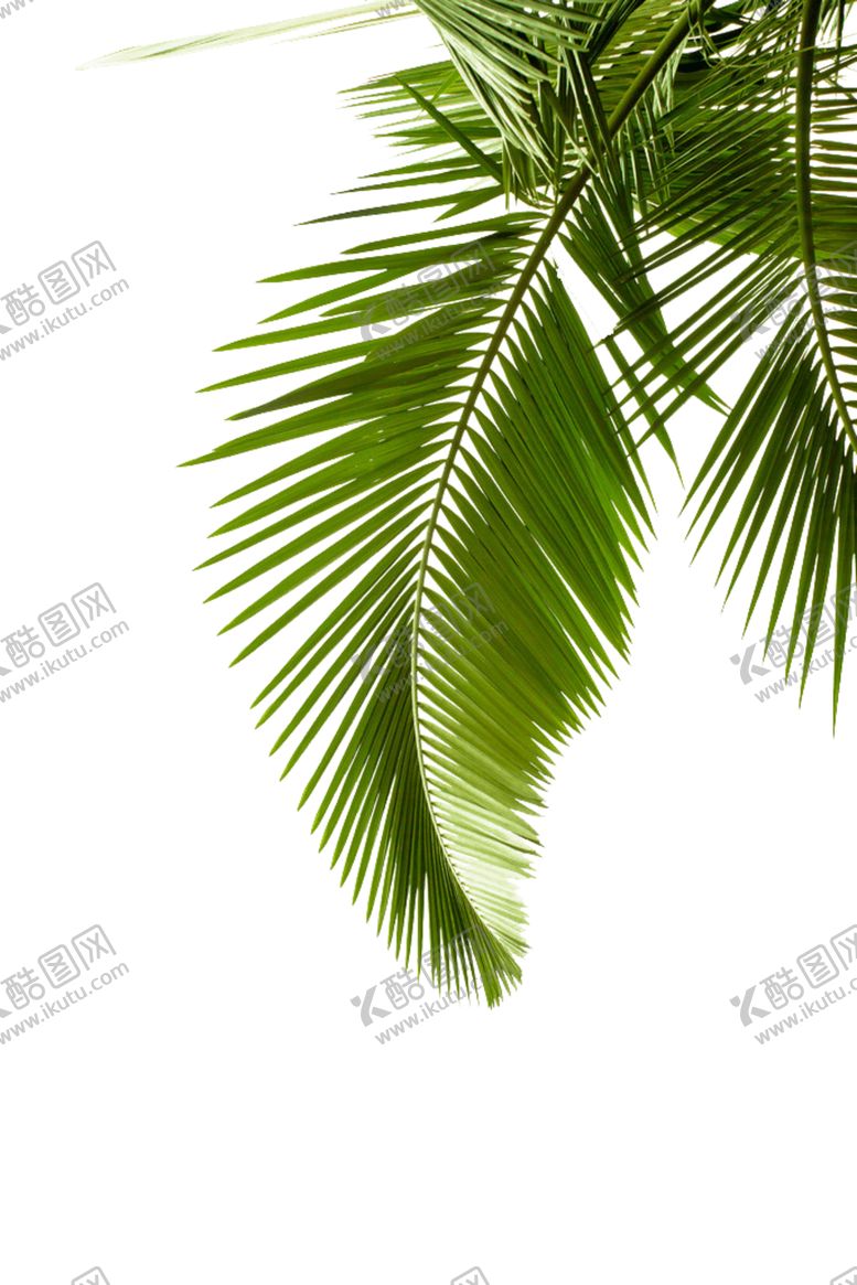 编号：59694010310934259541【酷图网】源文件下载-芭蕉叶热带