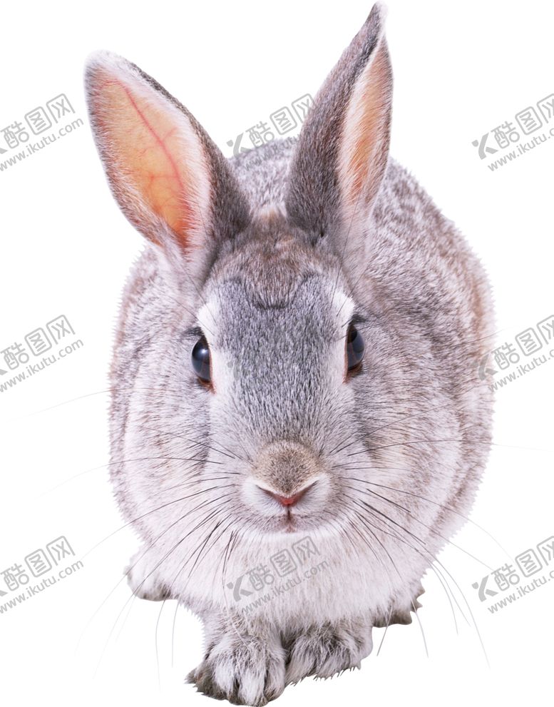 编号：83087809251401046360【酷图网】源文件下载-可爱动物兔子图案