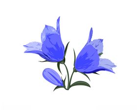蓝风铃花