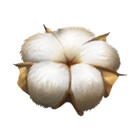 棉花
