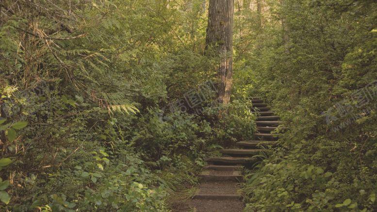 编号：98072509221951048130【酷图网】源文件下载-森林