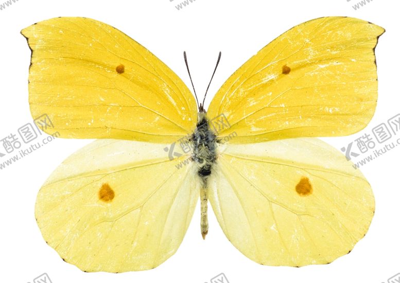 编号：52747809270707183781【酷图网】源文件下载-昆虫蝴蝶花纹图案