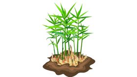 手绘生姜素材