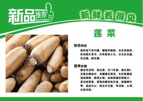 莲菜简介