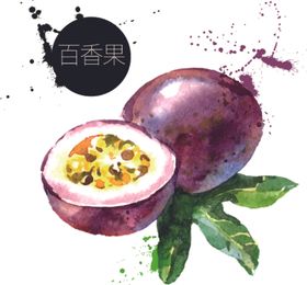 手绘百香果插画彩绘水果矢量素材