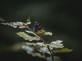 蝴蝶生物世界昆虫虫类摄影