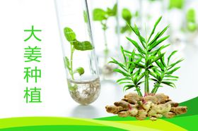 大姜种植
