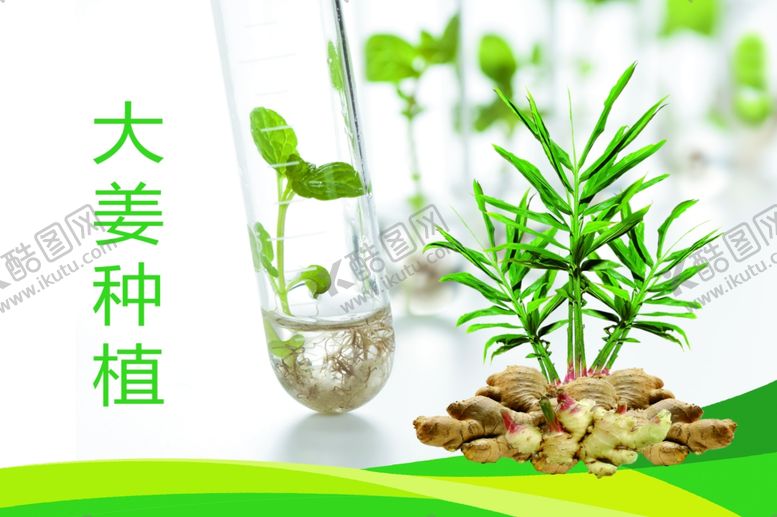 编号：29320709180908172942【酷图网】源文件下载-大姜种植