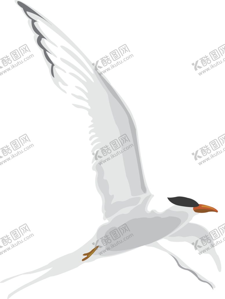 编号：75113009221332573192【酷图网】源文件下载-海鸥