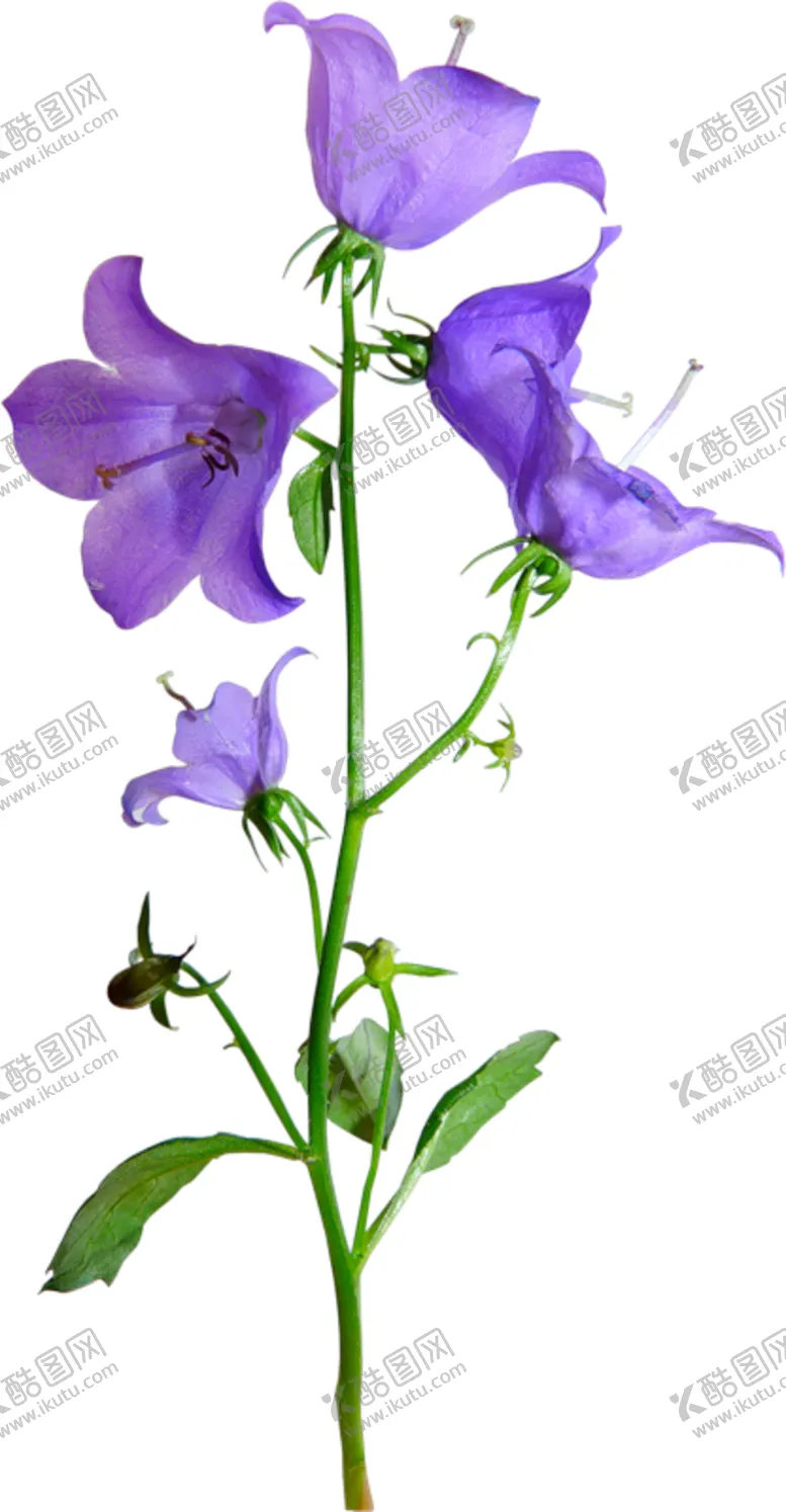 编号：57975905021306381617【酷图网】源文件下载-免扣风铃草元素图片