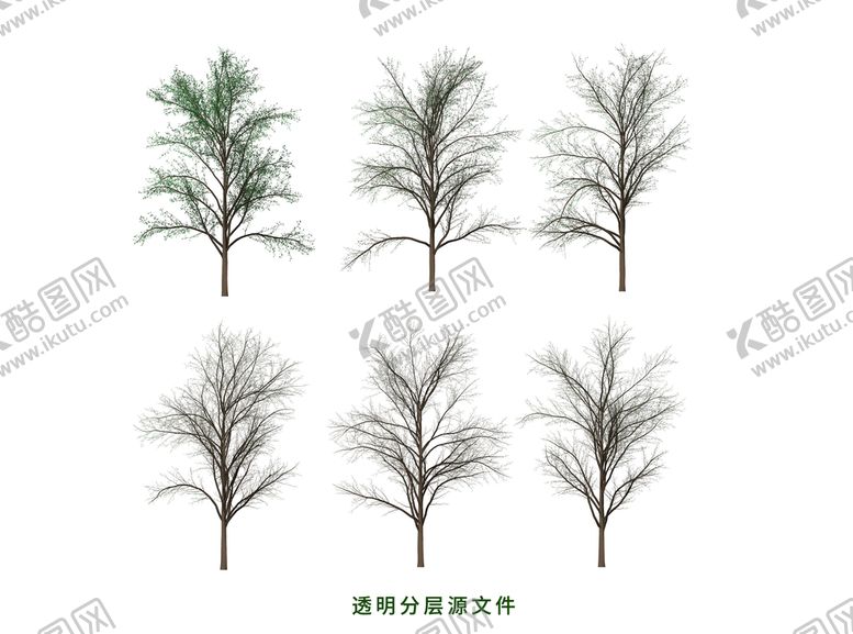 编号：90763210120557567291【酷图网】源文件下载-洋槐