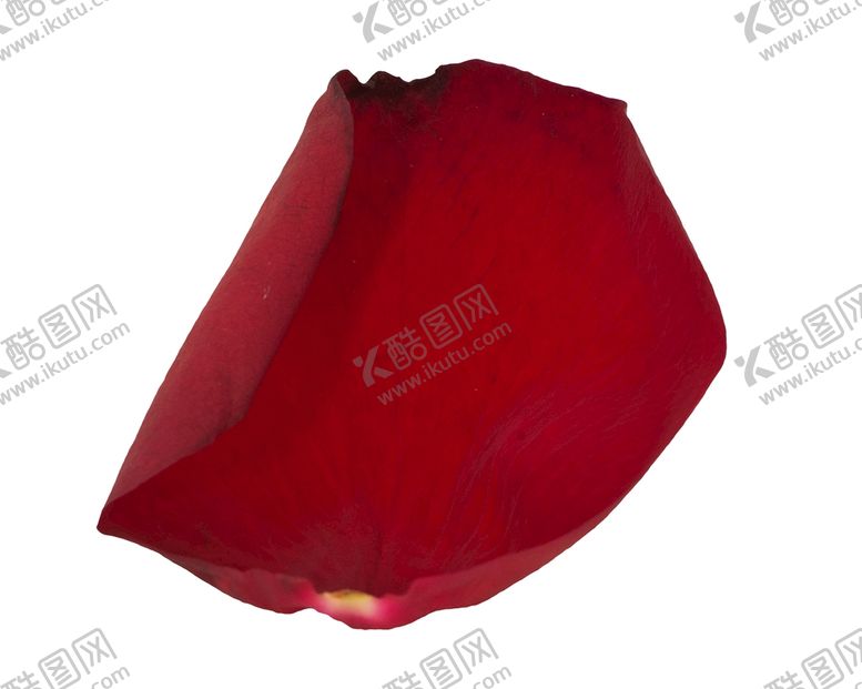 编号：82130410191730271337【酷图网】源文件下载-玫瑰花 