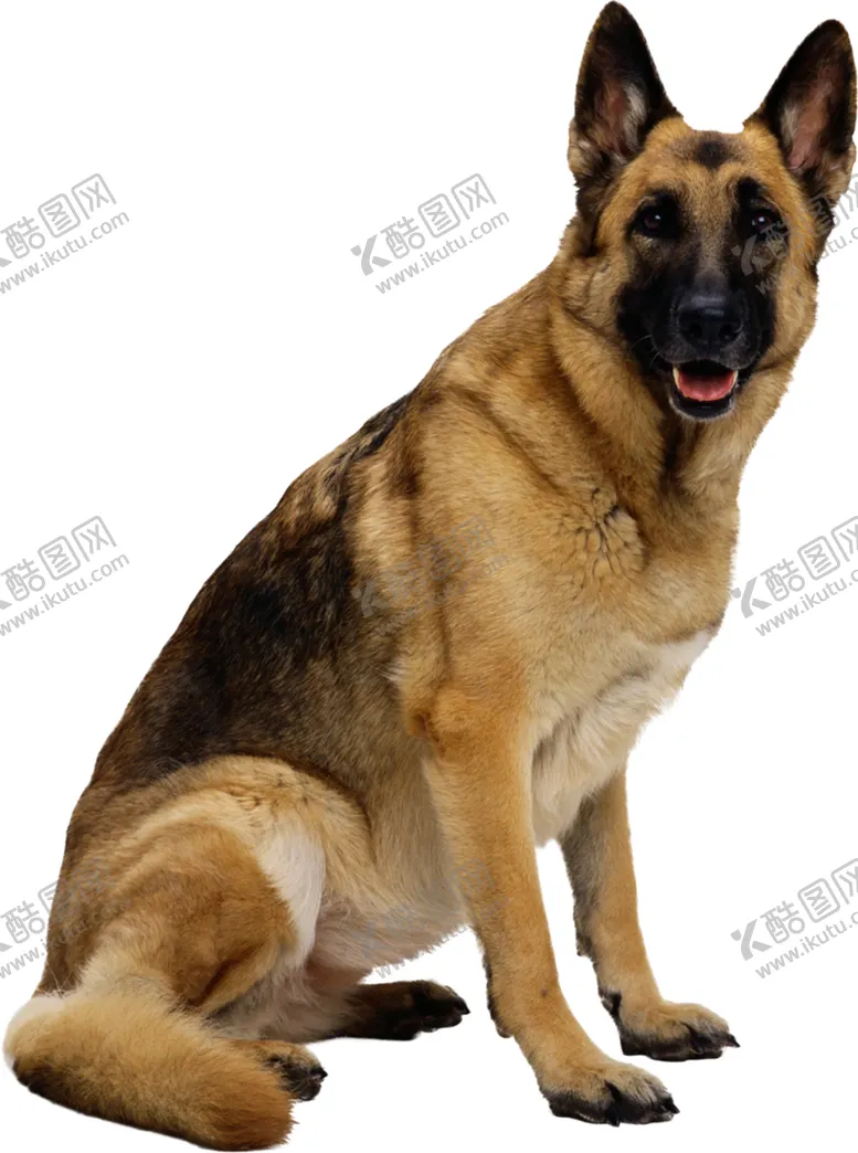 编号：75912804211848468969【酷图网】源文件下载-牧羊犬