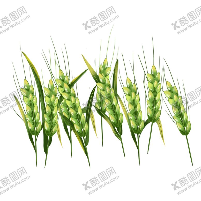 编号：85637110041623381379【酷图网】源文件下载-麦穗
