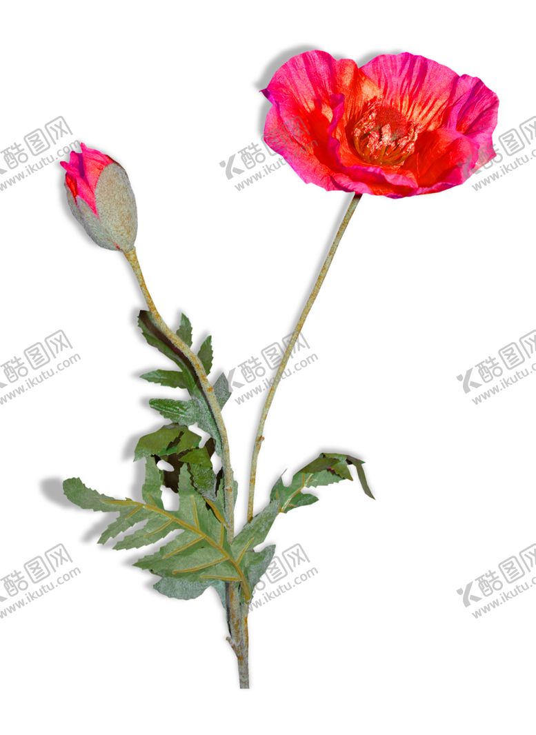 编号：46907005150228094869【酷图网】源文件下载-鲜花素材