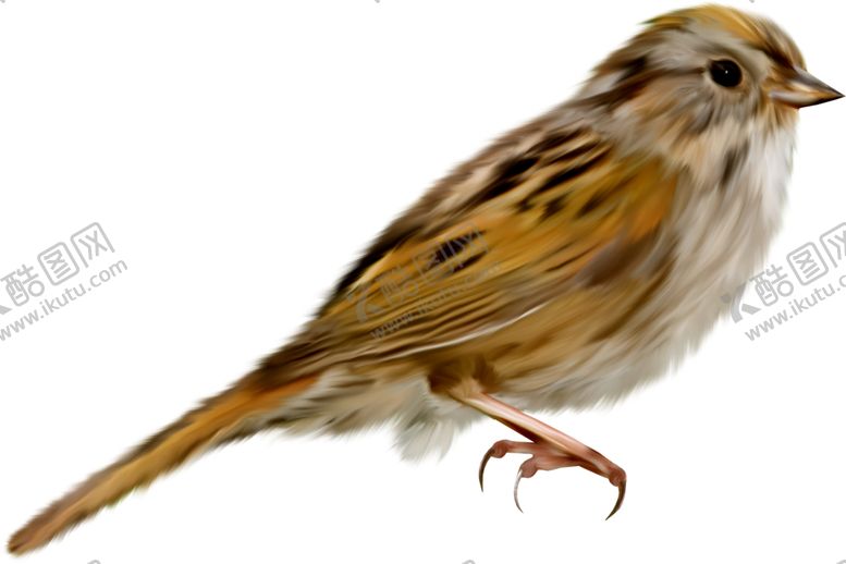 编号：85886810280747561813【酷图网】源文件下载-可爱动物小鸟儿