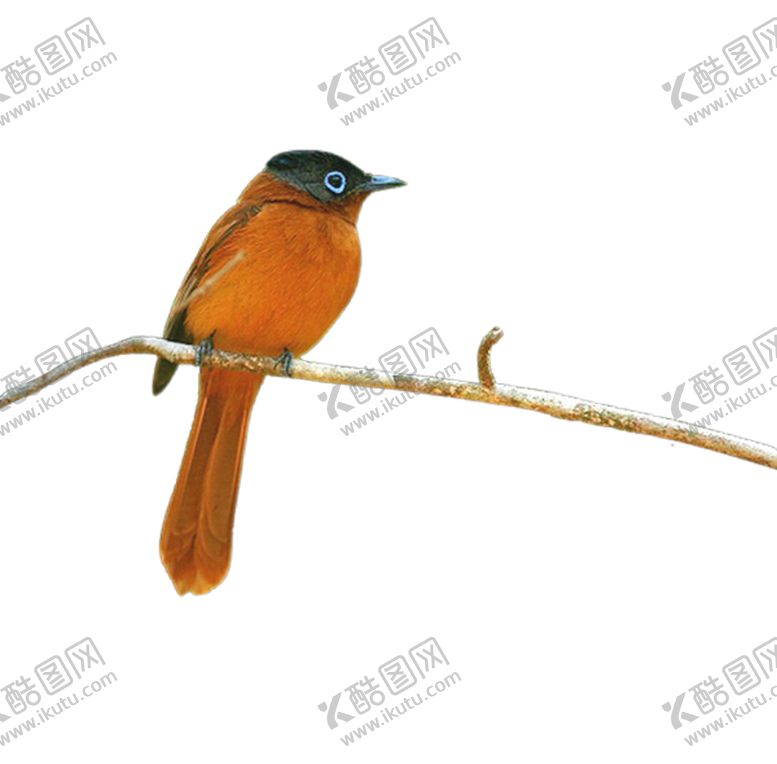 编号：15680609291536596886【酷图网】源文件下载-麻雀