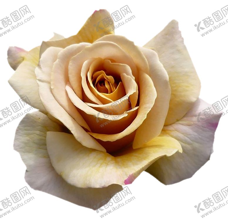 编号：15359709231548493536【酷图网】源文件下载-鲜花素材