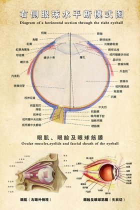 右侧眼球水平断模式图