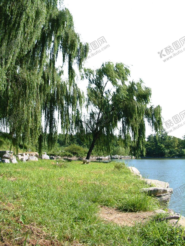编号：71415707092242399256【酷图网】源文件下载-河畔树