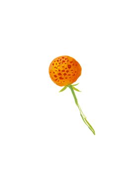 水粉花卉素材花型