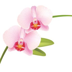 蝴蝶兰手绘花