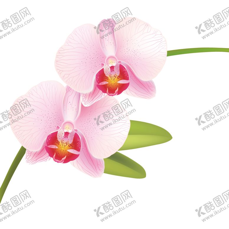编号：91341210090721398950【酷图网】源文件下载-蝴蝶兰手绘花