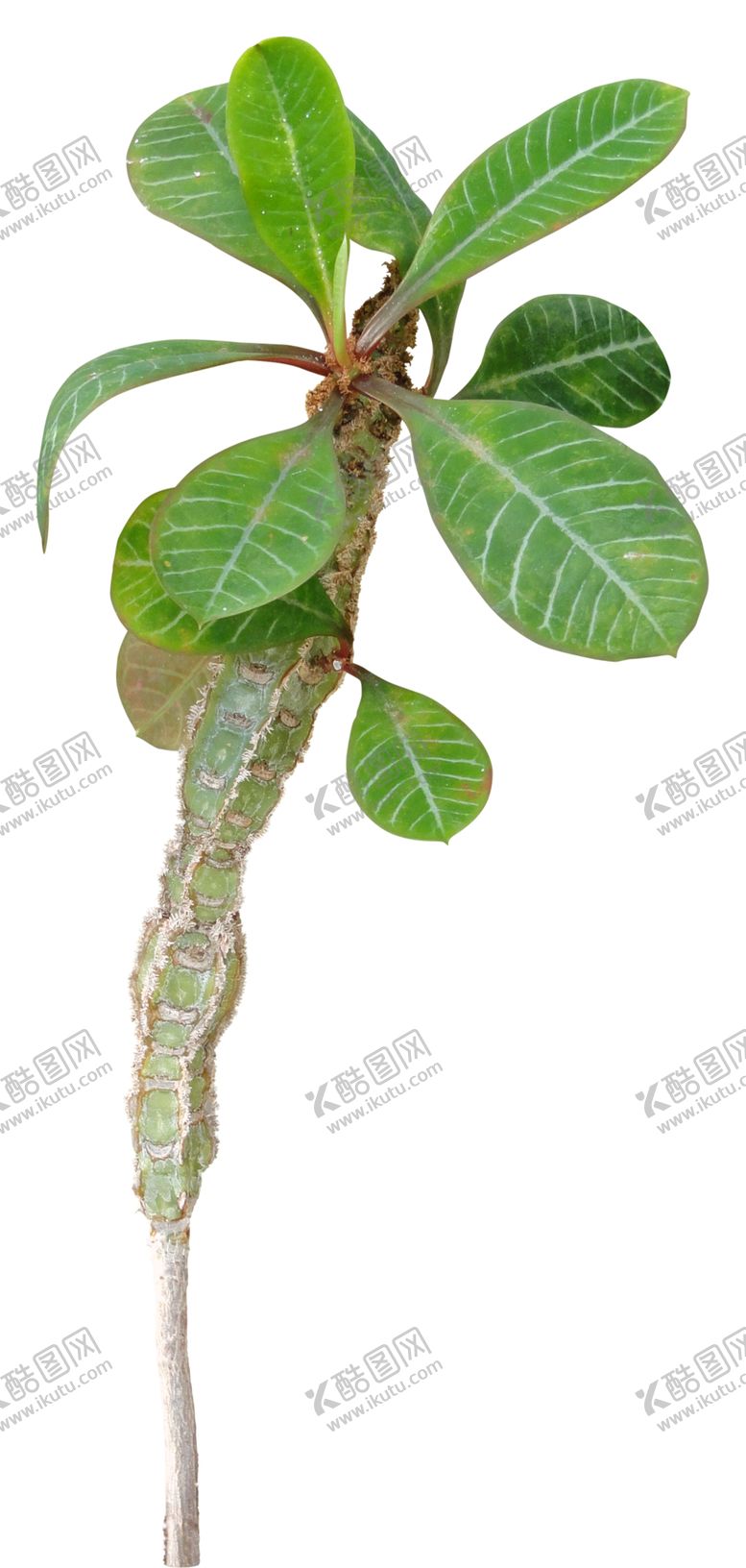 编号：51879010271409159780【酷图网】源文件下载-免扣植物树木素材