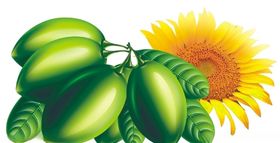 橄榄葵花