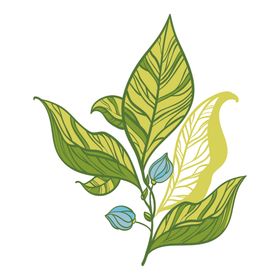 清新绿植护肤品海报