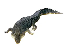 鳄鱼
