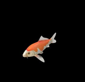 海洋生物