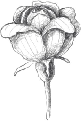 玫瑰花素描绘画