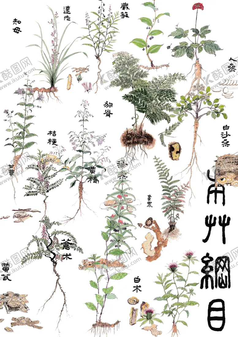 编号：86972010080414288527【酷图网】源文件下载-中草药插画