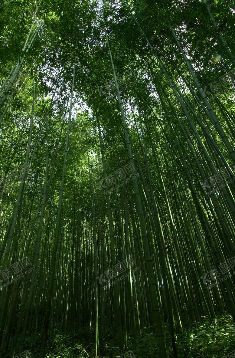 编号：13457009120327552957【酷图网】源文件下载-竹子