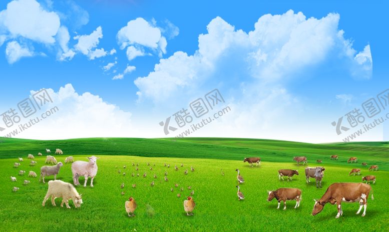 编号：27063010100129471310【酷图网】源文件下载-蓝天白云草地牛羊