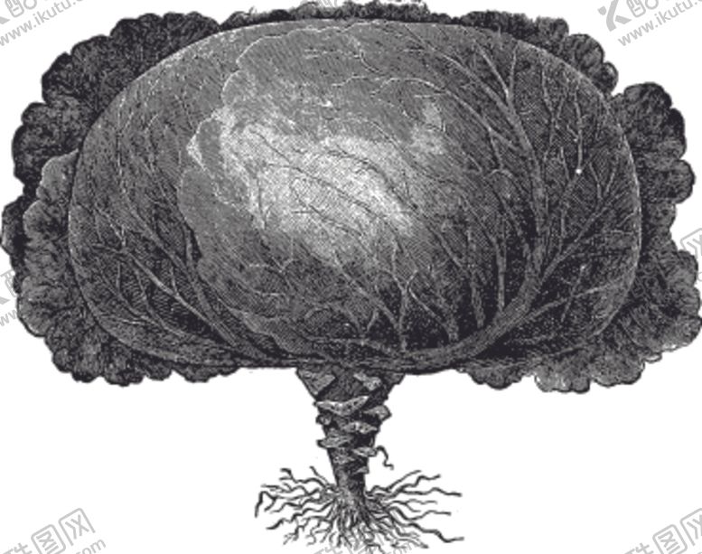 编号：52624510180305416795【酷图网】源文件下载-素描手绘蔬菜