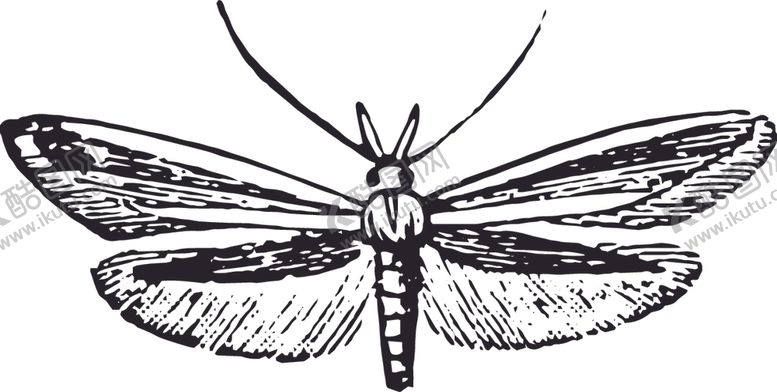 编号：94004809211326425566【酷图网】源文件下载-自然昆虫标本插画