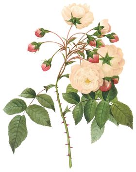 植物花卉油画装饰画