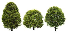 免扣植物素材图片人行道花丛莲花