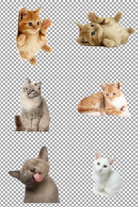 可爱猫咪