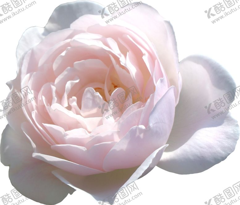 编号：33792110010248463524【酷图网】源文件下载-花朵