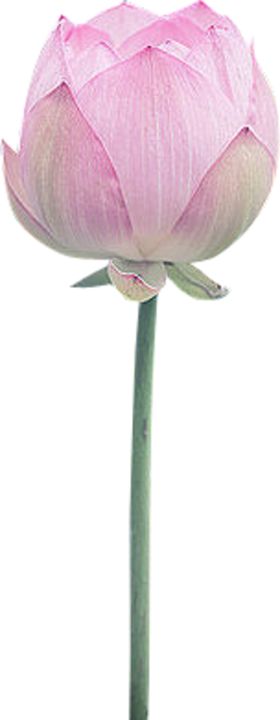 荷花元素
