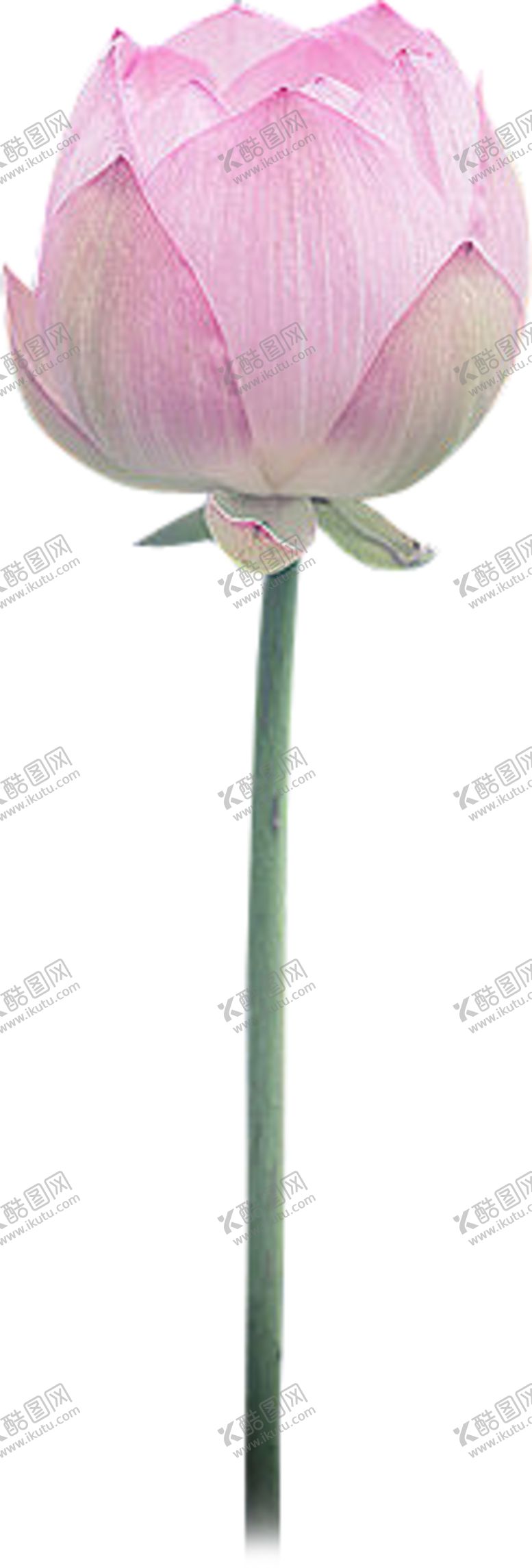 编号：72650804191115591902【酷图网】源文件下载-荷花元素